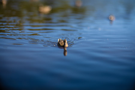shallow depth of field photo of ducks in a pondの写真素材