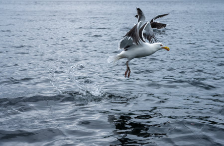 Sea gulls fighting for food at seaの写真素材