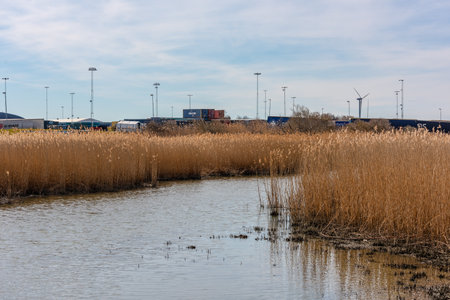 Gothenburg, Sweden - April 03 2022: Reeds in a small stream by an industrial area.のeditorial素材