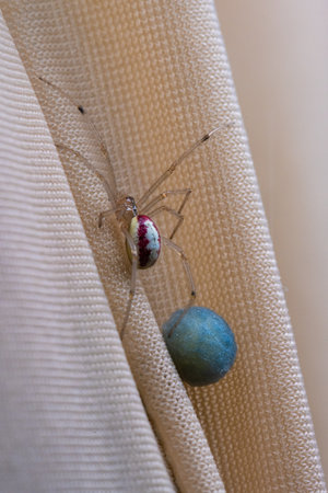 Red and white Common candy-striped spider Enoplognatha ovata watching its blue egg