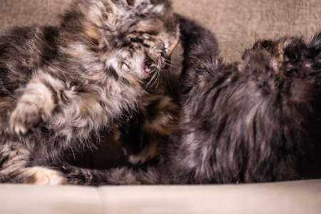 Kittens playing in a chairの写真素材
