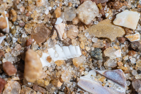 White shell buried in sant at a beachの写真素材