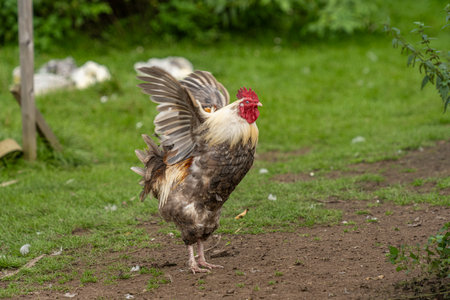 Proud cock and showing off in the pen