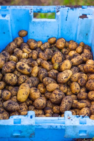 Freshly picked potatoes ready for washing and cooking.の写真素材