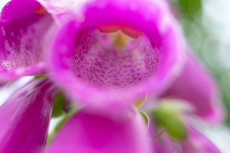 Closeup detail of Digitalis Purpureaの写真素材