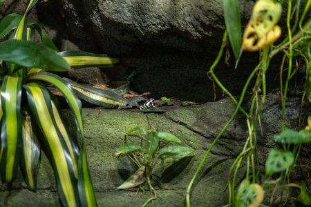 Gothenburg, Sweden - August 20 2023: green-and-black poison dart frog Dendrobates auratus at science centre Universeumのeditorial素材