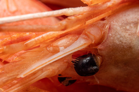 Detail photo of boiled red shrimp ready to be eaten.の写真素材