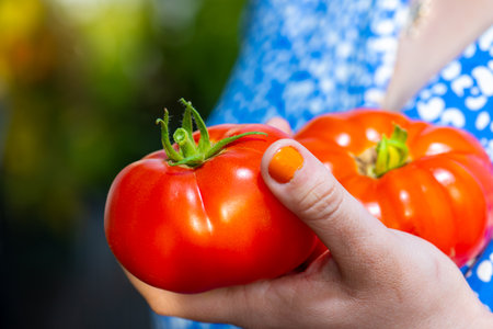Hand holding two ripe tomatoesの写真素材