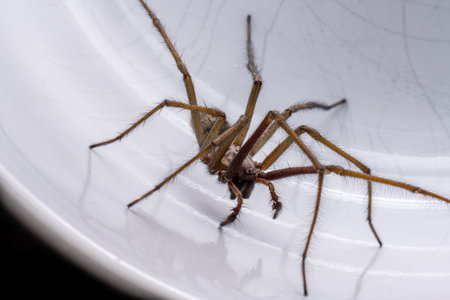 Macro photo of a Eratigena atrica also known as Giant house spider