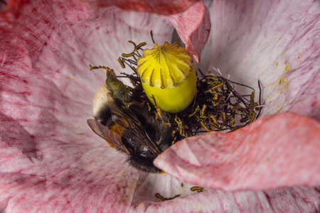 Closeup of stamen, stigma, filament of a blooming pink poppy flower with a bumblebee.の写真素材