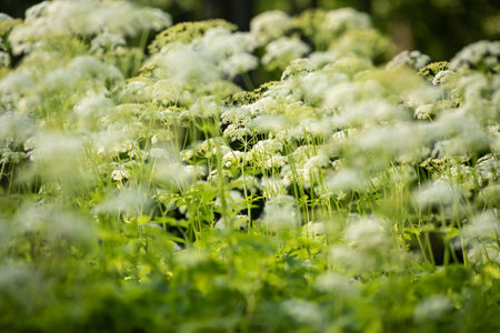Tall plants in a meadow