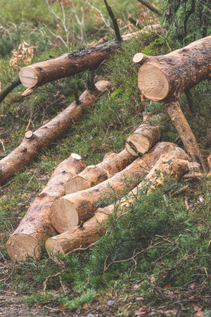 Chopped up tree in a forest