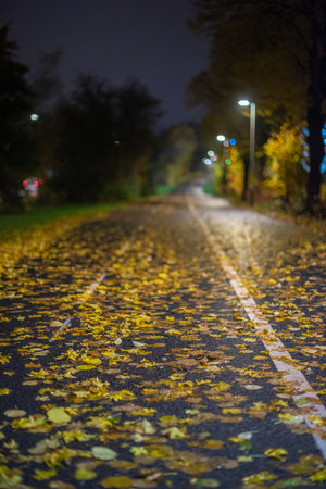 Two lane bike path almost covered in leaves at night.