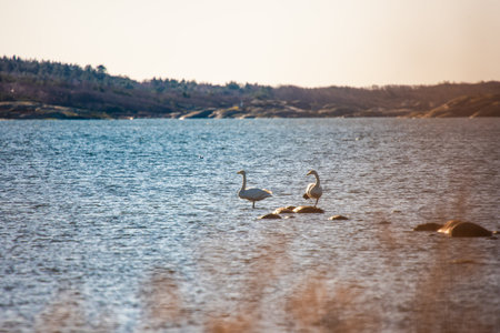 Gothenburg, Sweden - February 17 2024: Swans resting at stones in a fjordのeditorial素材