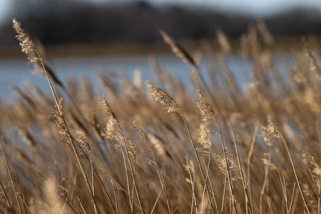 Reeds in early morning sun