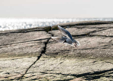 Black-headed gull Chroicocephalus ridibundus fishing in a small bay