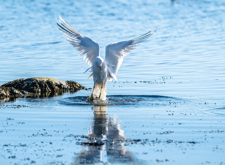 Herring gull Larus argentatus fishing in a small bay