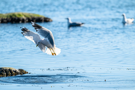 Herring gull Larus argentatus fishing in a small bay