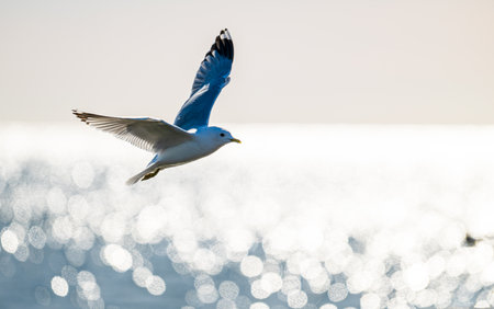 Herring gull Larus argentatus fishing in a small bay
