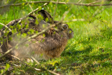 European hare Lepus europaeus hiding under a hedge in spring sunの写真素材