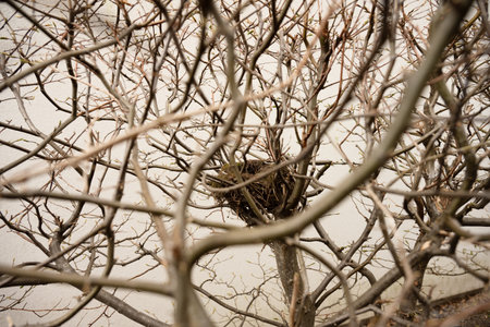 Small abandoned birds nest in a hedgeの写真素材