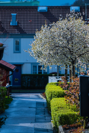 Blooming cherry trees by a narrow streetの写真素材