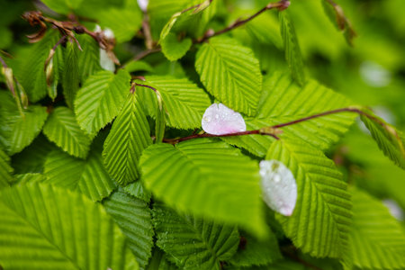 Pink cherry blossom petal in a hedge