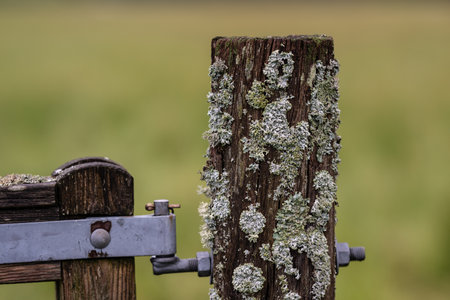 Parmelia saxatilis lichen on an old wooden pole
