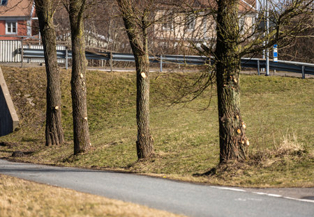 Trees with clear signs of being visited by an arboristの写真素材