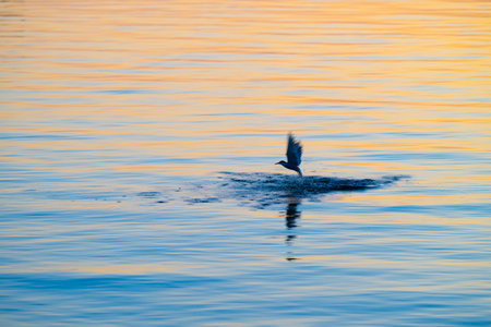 Common tern lifting off from the sea at sunsetの写真素材