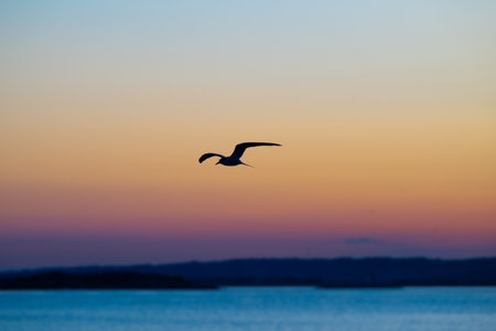Common tern looking for food at sunsetの写真素材