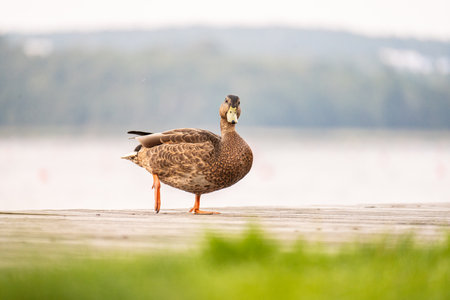 Duck on a wooden deckの写真素材