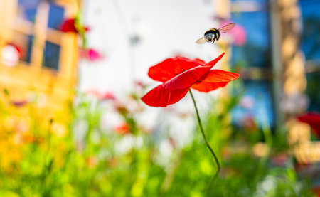 Bumblebee lifting off from a poppy flowerの写真素材