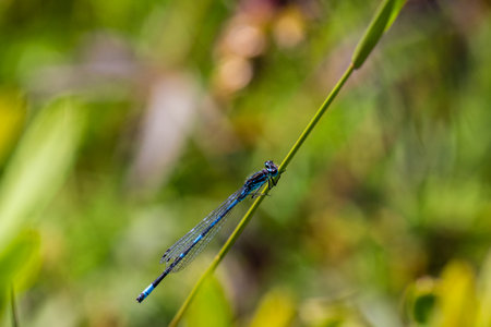 Irish Damselfly Coenagrion lunulatum perching on a grass straw.の写真素材