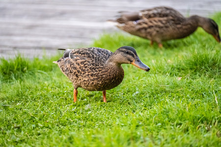 Ducks grazing by a pondの写真素材