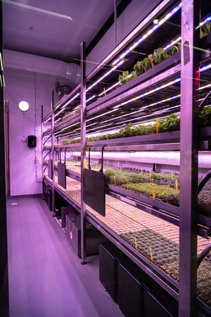 Sallad growing under UV light
