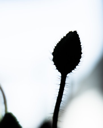 Closed poppy flower bud in a gardenの写真素材