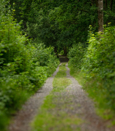 Looking down a long straight gravel road through a forestの写真素材