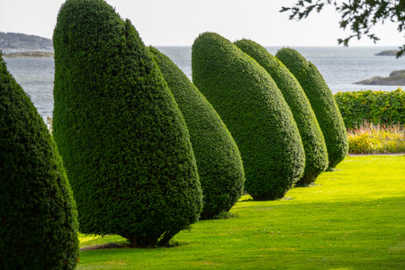 Wind swept neatly cut trees in a classical parkの写真素材