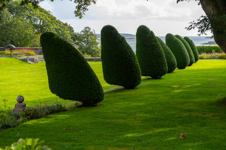 Wind swept neatly cut trees in a classical parkの写真素材