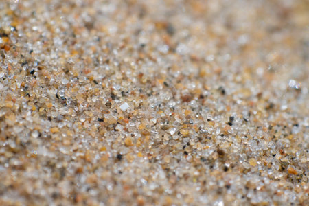 White shell buried in sant at a beach.