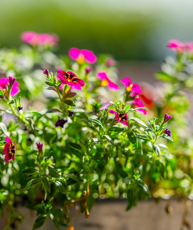 vibrant pink petunia flowers in sunlight