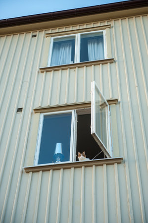 cat looking out from open window in residential building