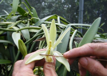 Vanilla flower in worker's handsの写真素材