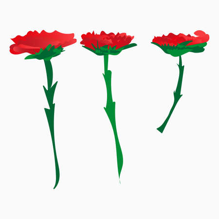 Carnation Flower Vector. vector illustration.のイラスト素材
