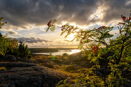 Rowan tree against the sunset sky.の写真素材