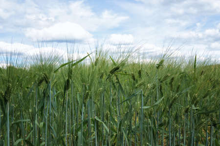 Young green barley corns growing in a field against blue sky background.の写真素材