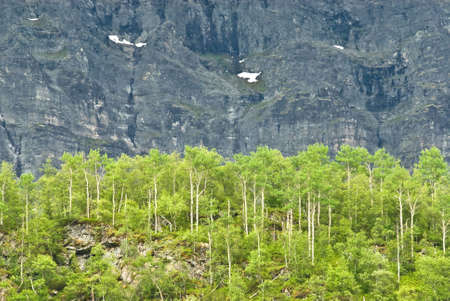 Dense birches lined up on a mountain ridge in front of a rock wallの写真素材