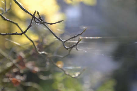 Amelanchier cobwebs flying in autumn breeze