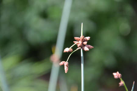 sedge at a pond lake Carex